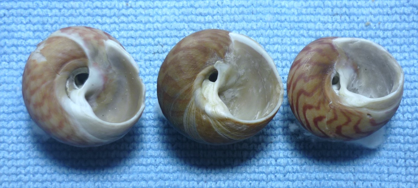 Gibbula magus
